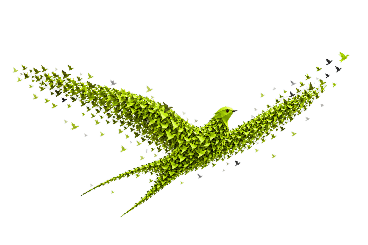 A flock of birds forming a soaring swallow